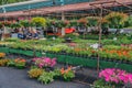 Flowers For-sale at the Vinton Farmers Market